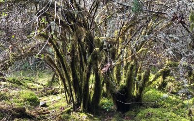 2018-03-31 – A Walk in the Woods