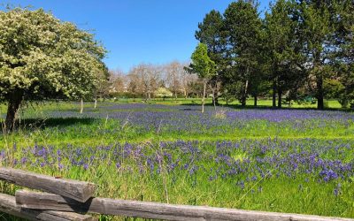 2018-04-26 – The Camus at Beacon Hill Park