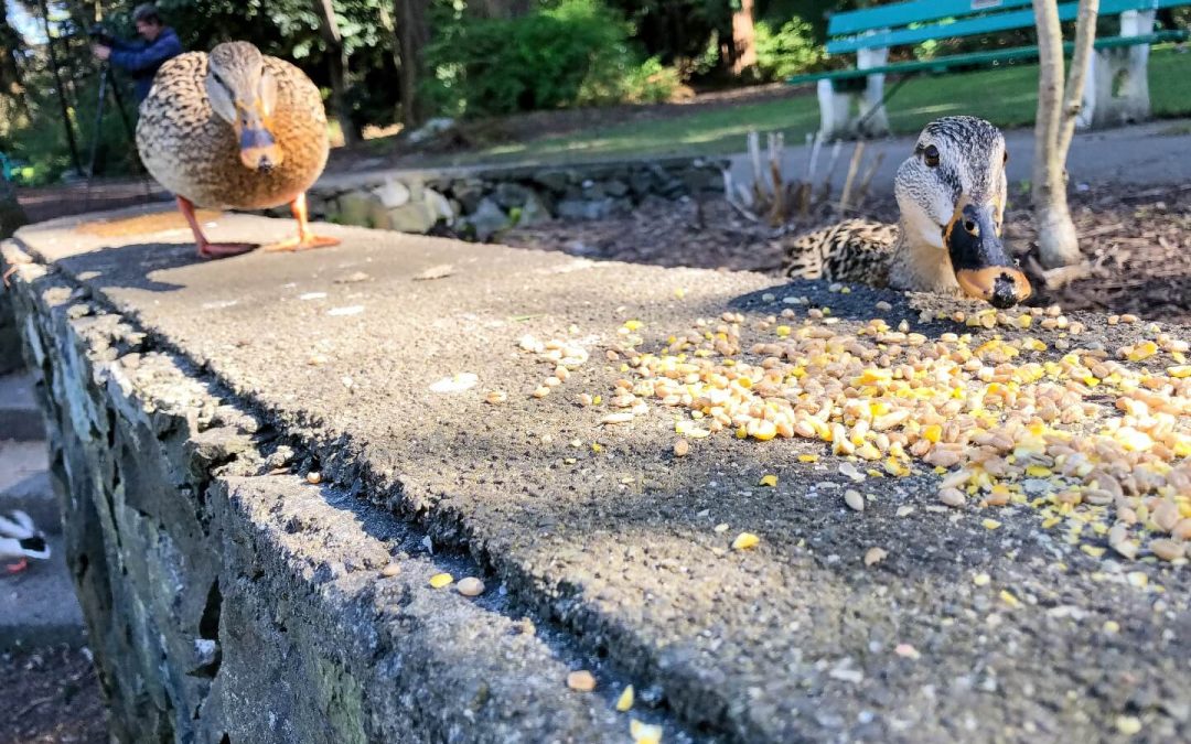 20190407-153558-1440-t